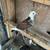 High quality Iranian pigeons 24 thumbnail