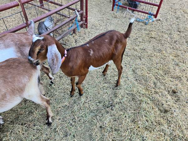 Cabras Lecheras Nubias63695922398467120