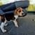 Akc beagles puppies 12 thumbnail