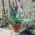 Cactus in pots/ plants 11 thumbnail