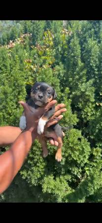 4 cachorros american bully en busca de un hogar63297434004097123