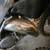 2001 cr125r 2 thumbnail
