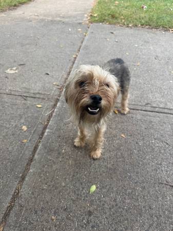Perro gratis. Está sin hogar y no tiene dónde vivir.63873144690051120