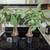 Houseplants Many to choose from 14 thumbnail