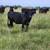 Bred heifers 3 thumbnail