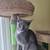 Cats & Kittens - FREE to GOOD homes! 20 thumbnail