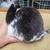 mini rex 2 thumbnail