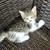 Kittens 1 thumbnail