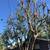 Affordable TREE SERVICE 10 thumbnail