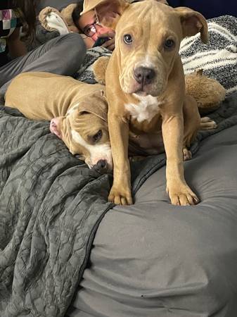 Pitbull siblings (Katy)63859314970753124