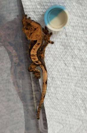 Crested Geckos63654750283265120