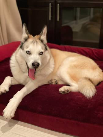 Husky dulce necesita hogar amoroso (hayward / castro valley)63850567065601121