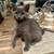 Russian blue kitten 1 thumbnail