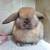 Holland lop rabbit 11 thumbnail