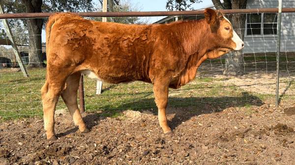 Simbrah Heifer 1
