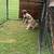 Kangal puppies 4 thumbnail