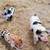 Piglets Pure KuneKune boars registerable 11 thumbnail