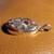 Rhyolite Pendant 2 thumbnail