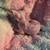 Sphynx kittens-Hairless 8 thumbnail