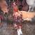 Rhode island red x easter egger rooster 3 thumbnail