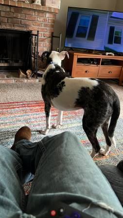 Lost dog (FEDERAL WAY)64032525122305122