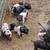 Baby pot belly pigs mix 1 thumbnail