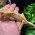 (M) Dalmation tiger crested gecko 2 thumbnail