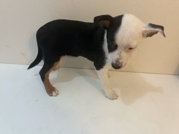 Australian Shepherd. Pitbull mix. (Austin)64024397502979120