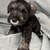 Mini Schnauzer Puppies 5 thumbnail