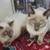 Available for adoption! Goldie & Papis' Animal Rescue 3 thumbnail