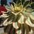 Plant --  Aeonium "Sunburst" 5 thumbnail