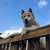 Rehoming Husky/Chow mix puppy 1 thumbnail
