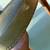 Antique 18th century museum piece green leather library reading chair 12 thumbnail