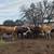 8 bred braford heifers 1 thumbnail