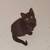 Kittens 2 thumbnail