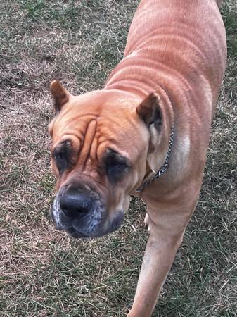 Cane Corso hembra busca un buen hogar63844235440257120