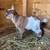 NIGERIAN DWARF GOAT-Silas 3 thumbnail