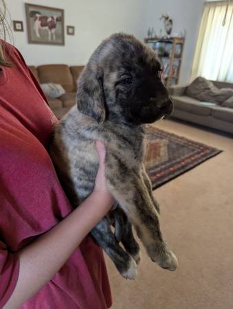 English Mastiff x Great Pyrenees (Tonopah)63905906061570124