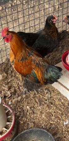 Roscoe the Rooster Needs a Home! (South Reno)63992694659331120