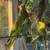 Parakeets 3 thumbnail