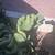 Crested Cholla Cactus Boxing Glove Cacti 5 thumbnail