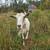 Dairy Goats 6 thumbnail