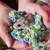 Beautiful Dwarft hamster AND stunning enclosure 1 thumbnail