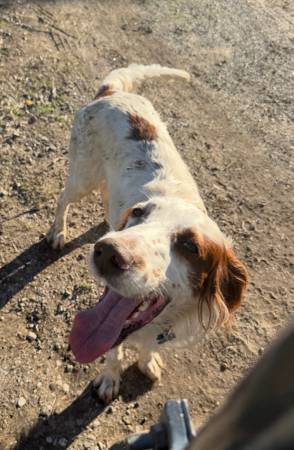 PERRO SETTER PERDIDO - ¡Encontrado! (Oak View)63952982388739123