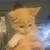 Kittens $20.00 rehoming fee 1 thumbnail