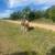 Senior retired pinto roping horse gelding up for adoption 7 thumbnail