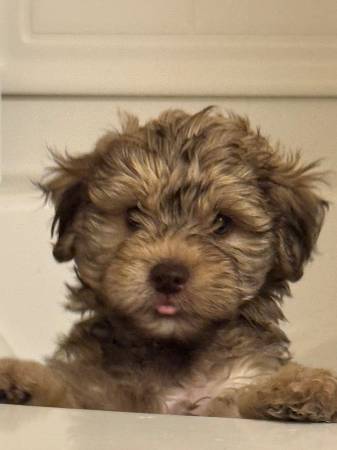 Rehoming 11 weeks old Male puppy (Everett)63684398497409121