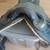 Australian Hilason saddle 3 thumbnail