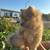 Pomeranian puppy 6 thumbnail