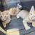 Orange and tabby kittens 2 thumbnail